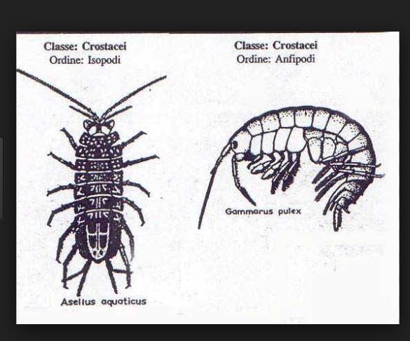 occhio di larva a me sconosciuta